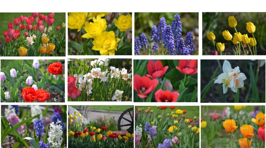 Spring Flowers/May Bloom’s From&nbsp;Garden