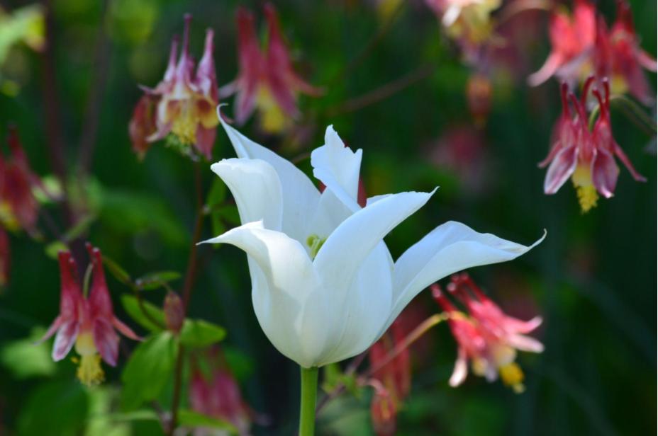 Tulip White Triumphator