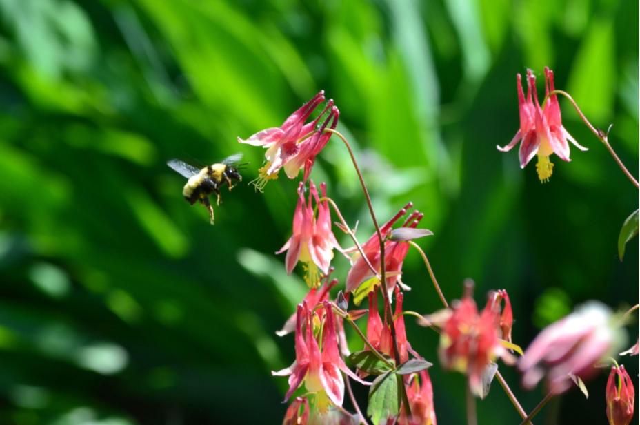 Eastern Red Columbine&nbsp;Plant