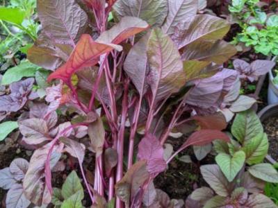 First harvest from the&nbsp;garden
