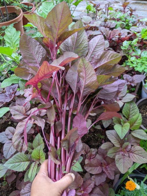 First harvest from the&nbsp;garden