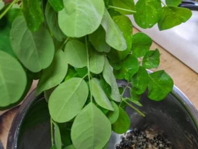 First time picking home grown Moringa leaves/ drumstick&nbsp;leaves