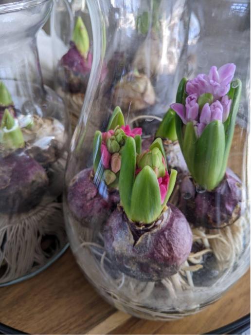 Hyacinth bulbs update