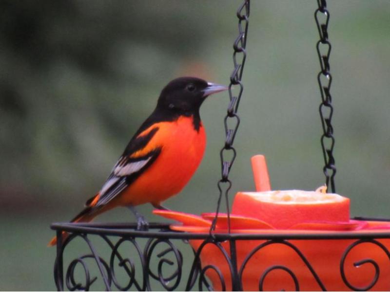 Attract Orioles to Your Backyard&nbsp;Easily