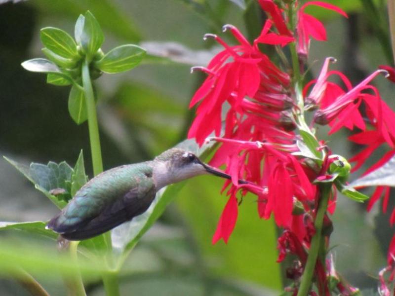 Top Flowers Hummingbirds Love in Your&nbsp;Garden