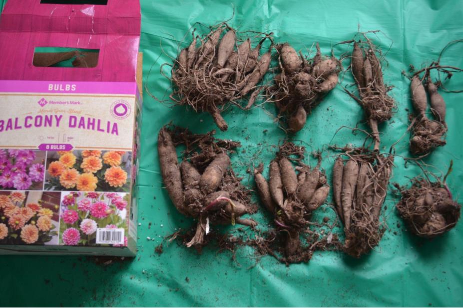 Balcony Dahlia /Mardi Gras Dahlia from Sam’s Update –&nbsp;1