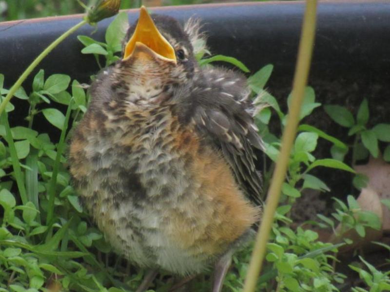 Picture from the&nbsp;garden