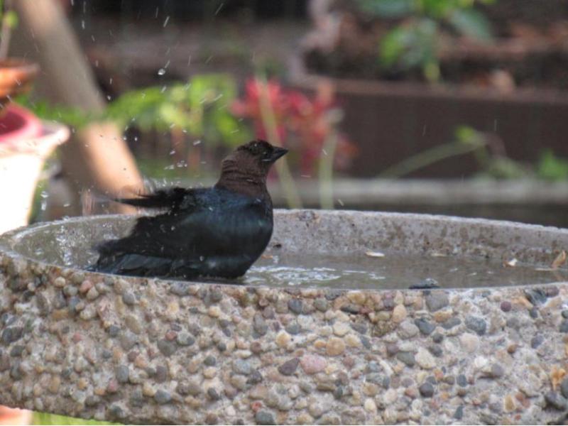 Picture from the&nbsp;garden