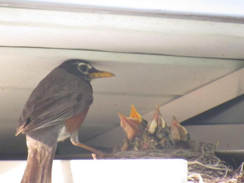 Picture from the&nbsp;garden