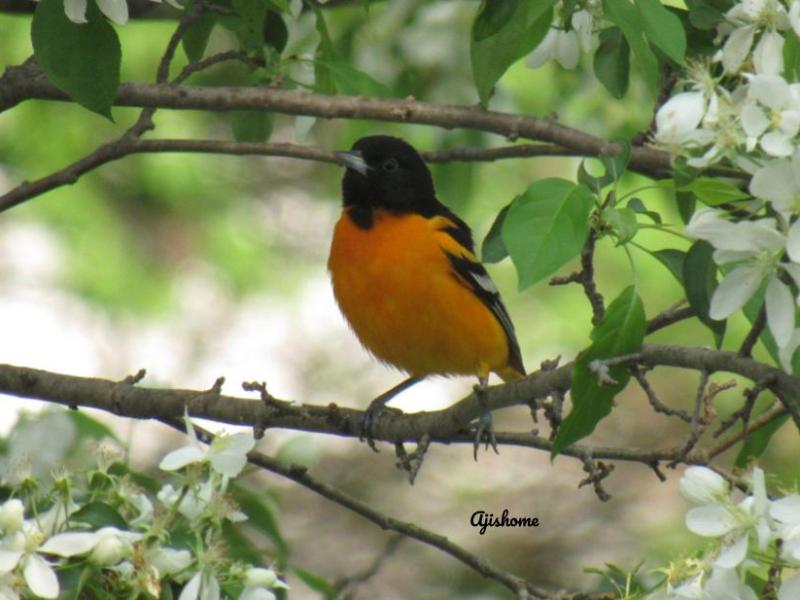 picture from the&nbsp;garden