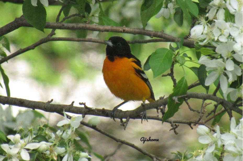 picture from the&nbsp;garden