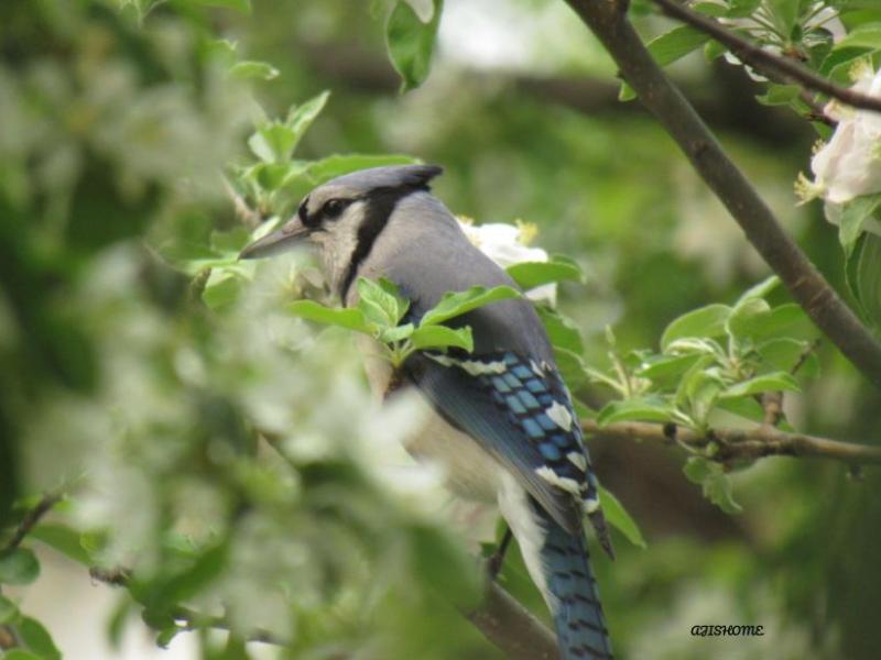 picture from the&nbsp;garden