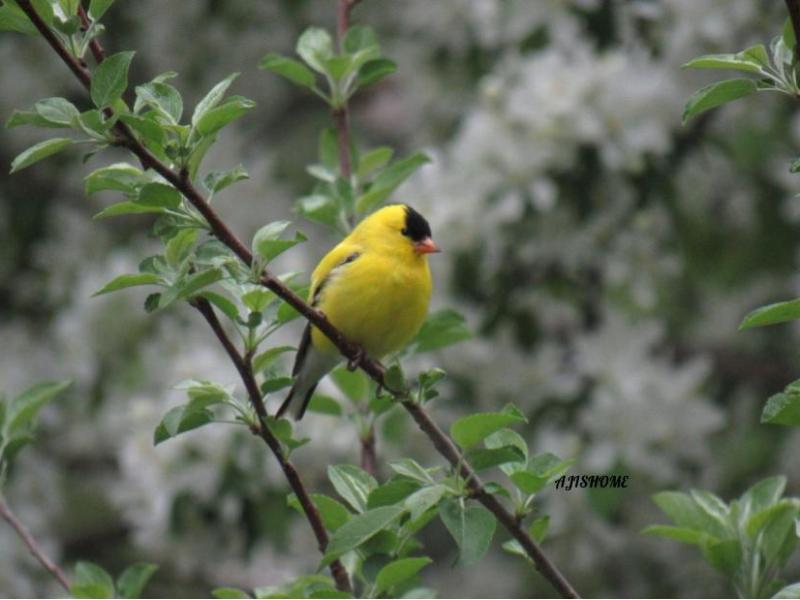 picture from the&nbsp;garden