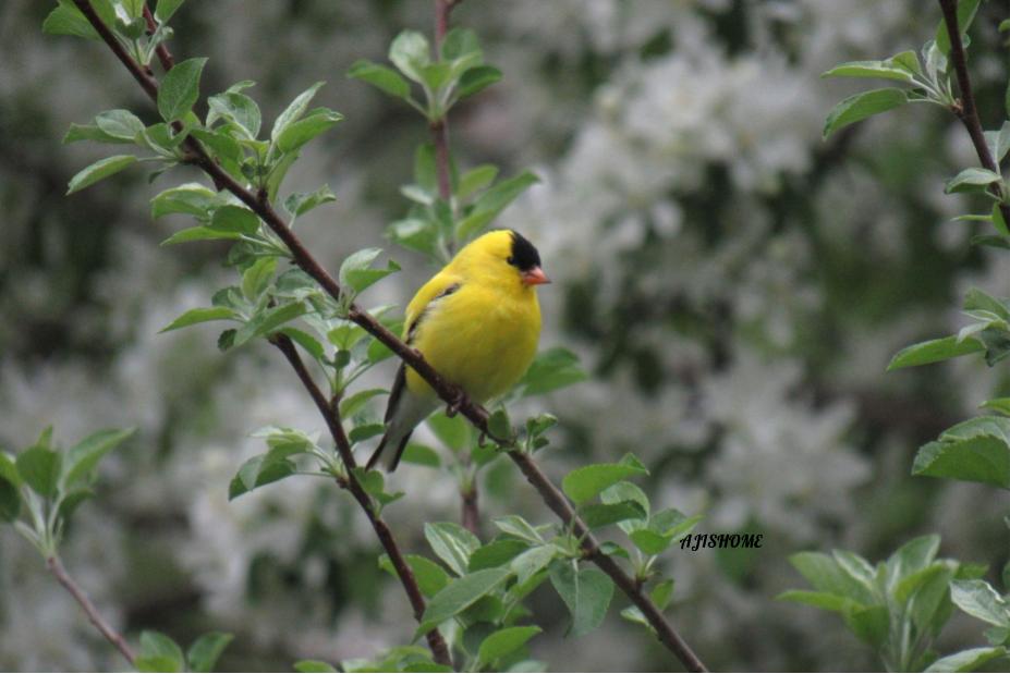 picture from the&nbsp;garden