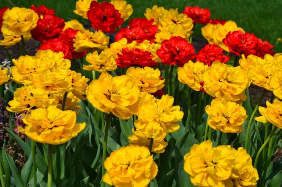 picture from the&nbsp;garden