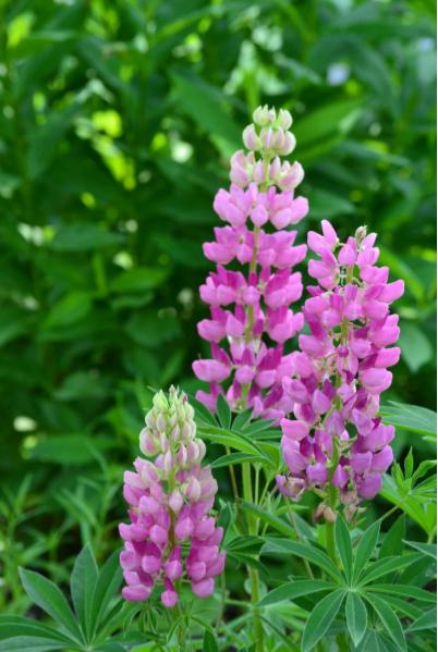 Picture from the&nbsp;garden