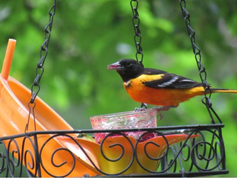 Picture from the&nbsp;garden