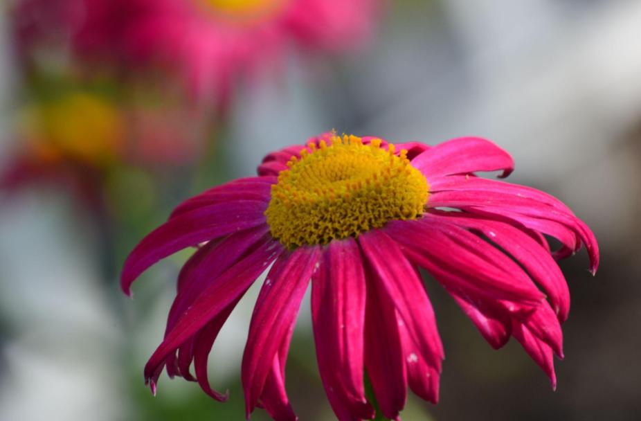 Picture from the&nbsp;garden