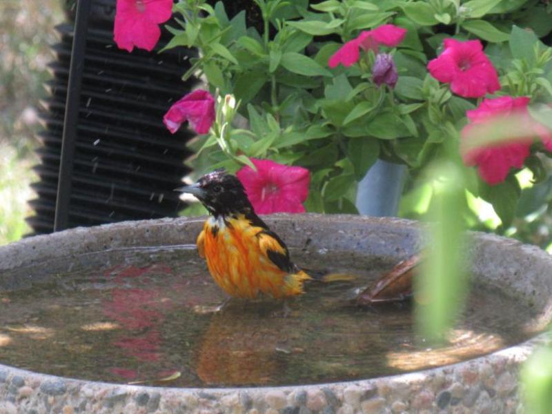 Oriole taking a&nbsp;bath