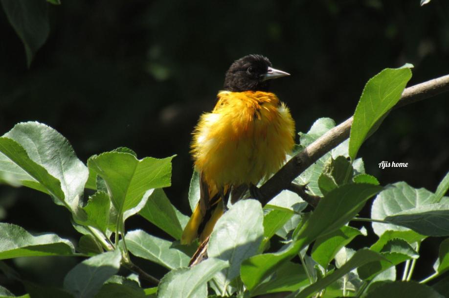 Oriole getting a&nbsp;sunbath