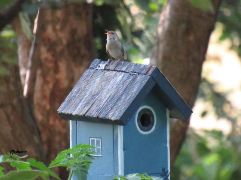 House Wren bird&nbsp;Nest