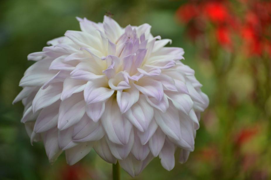 Picture from the&nbsp;garden