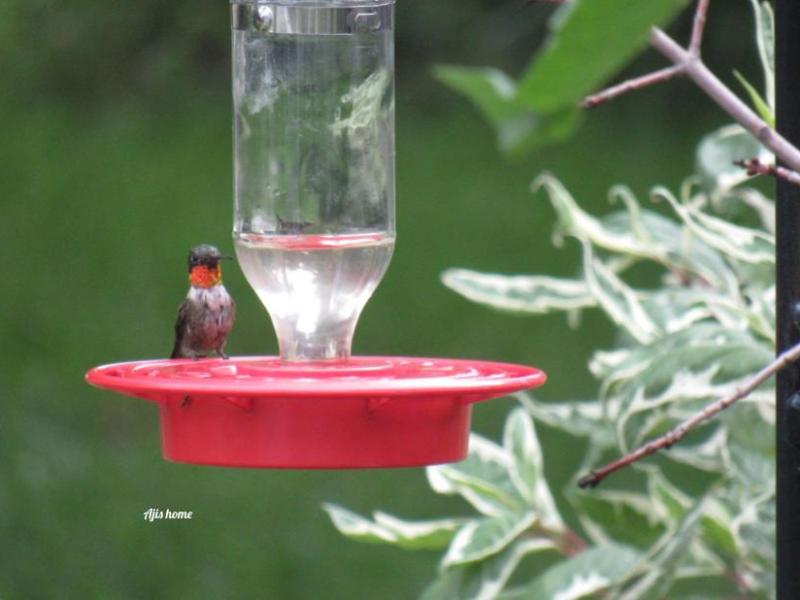 Ruby- throated hummingbird