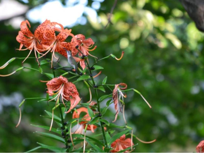 Hummingbird enjoying the tiger&nbsp;lily
