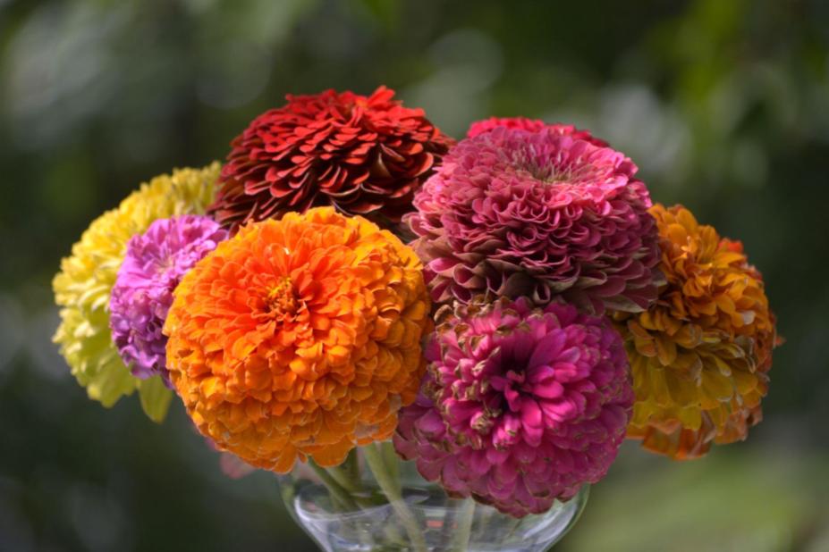 Growing Zinnias: How to Collect and Save&nbsp;Seeds
