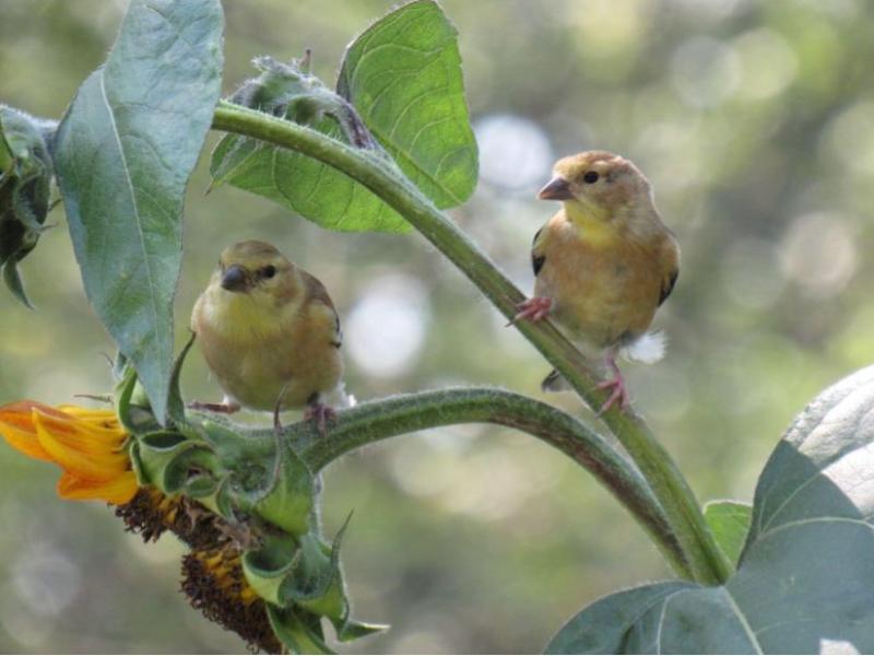 Picture from the&nbsp;garden