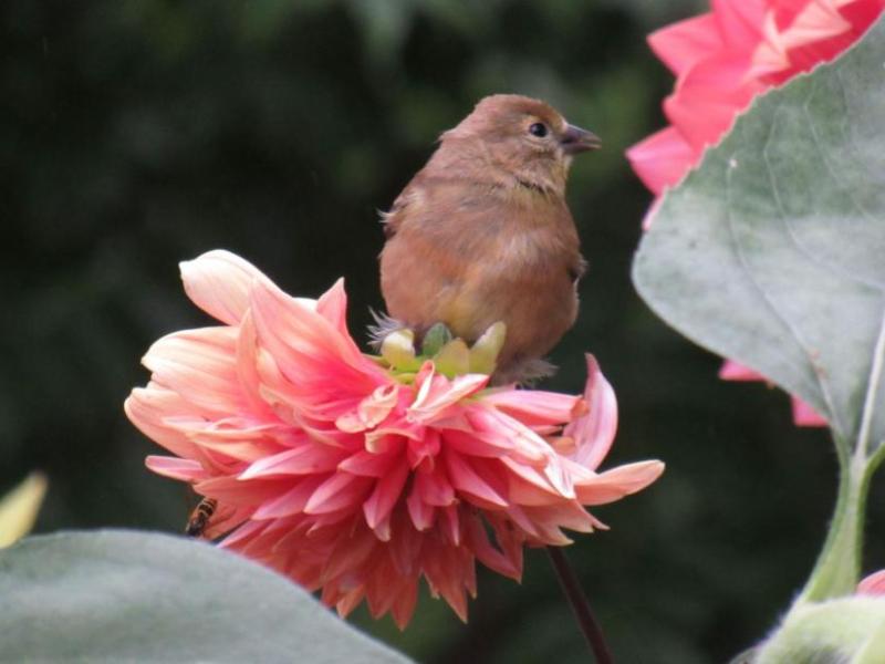 Picture from the&nbsp;garden