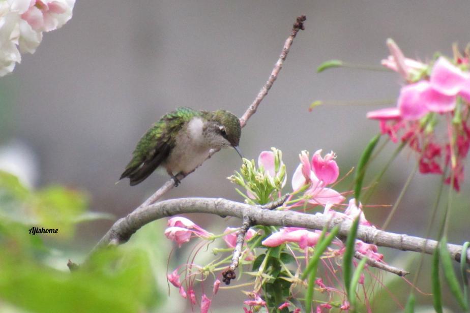 Picture from the&nbsp;garden