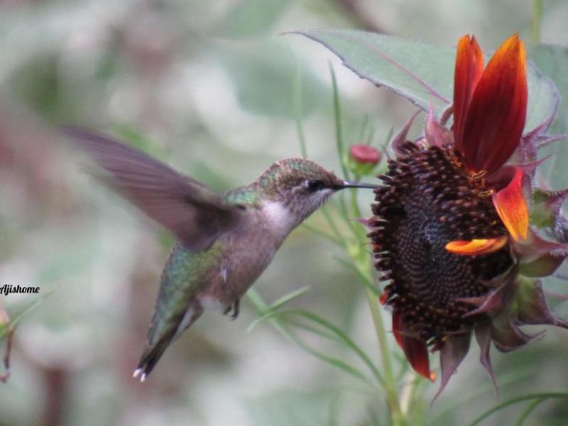 Picture from the&nbsp;garden