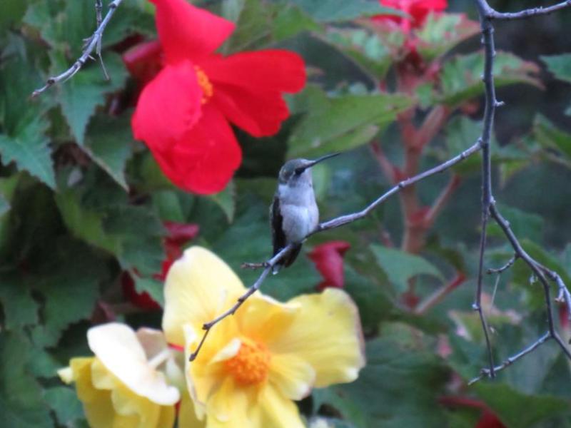 Picture from the&nbsp;garden