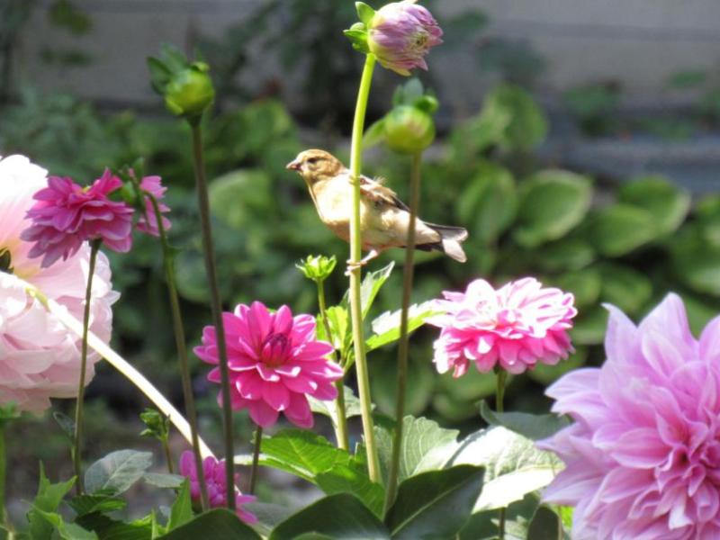 Picture from the&nbsp;garden