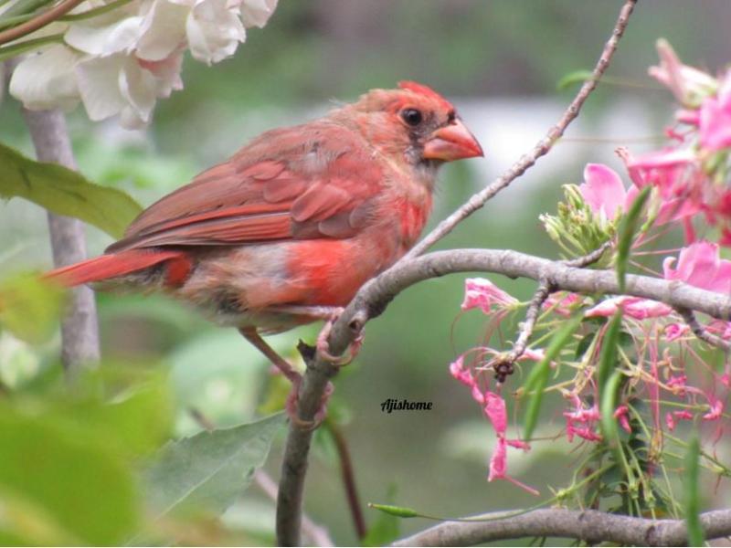 Picture from the&nbsp;garden