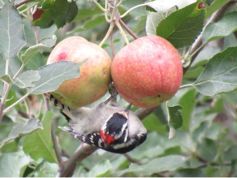 Picture from the&nbsp;garden