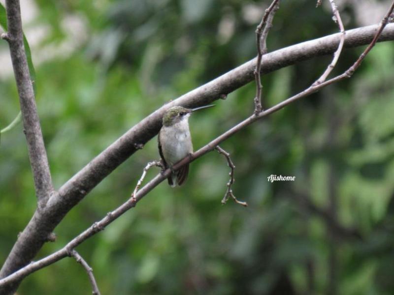 Picture from the&nbsp;garden