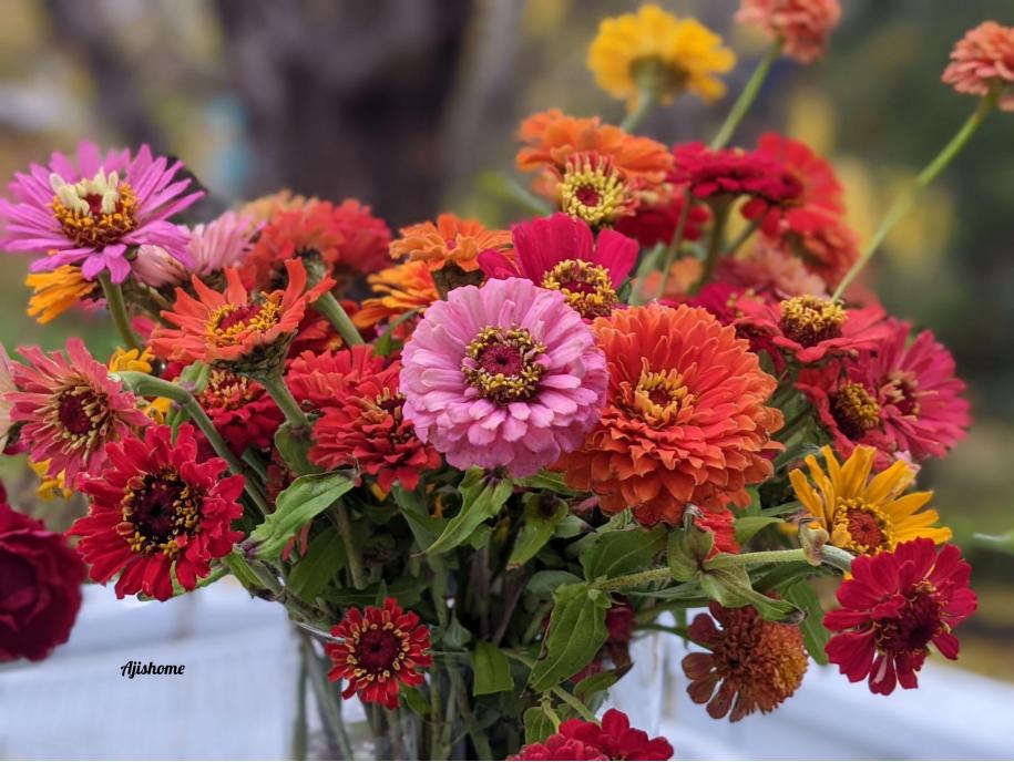 Why Zinnias Brighten Your Garden: Benefits and&nbsp;Varieties