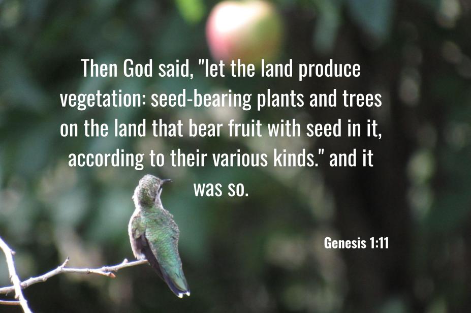 Genesis 1:11  Aji's Home