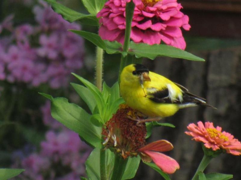 Attracting Goldfinches: The Power of Zinnia&nbsp;Seeds