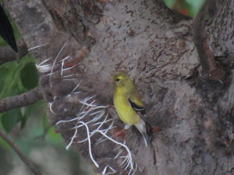 How to Help Birds with Cat Hair and&nbsp;Yarn