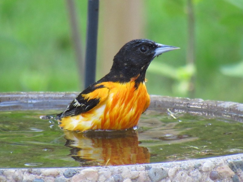 Enjoying Orioles in Your&nbsp;Backyard