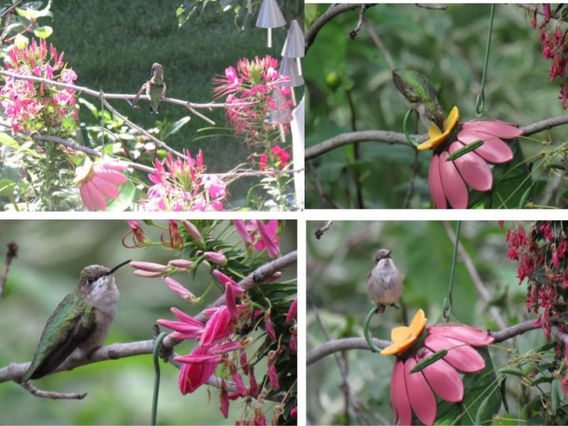 How to Create Perfect Hummingbird Perches Using Tree&nbsp;Branches