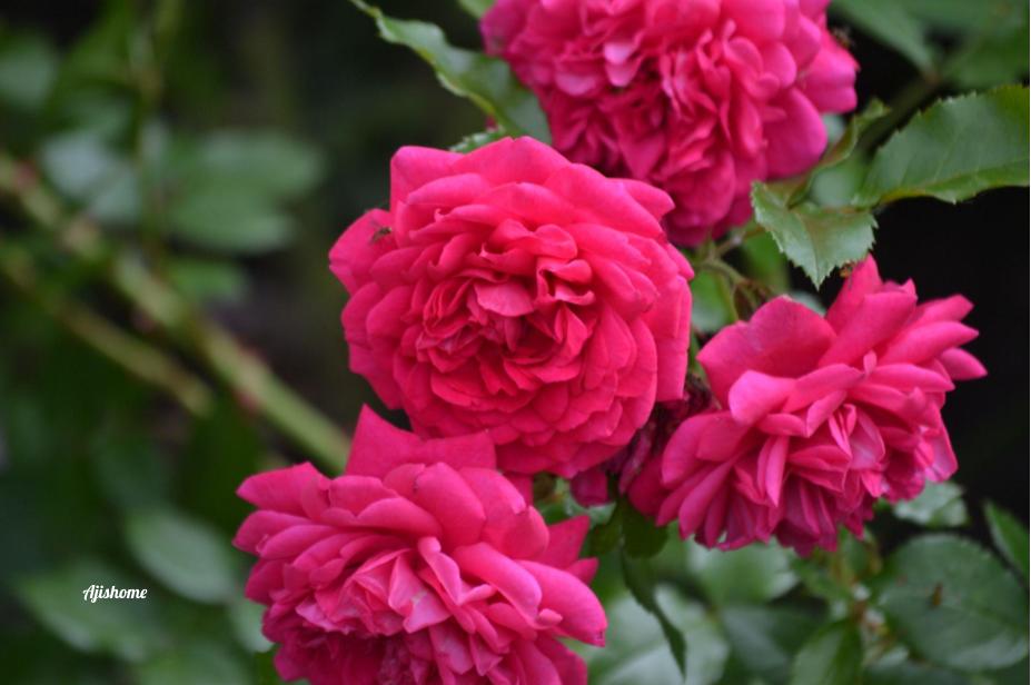 Our rose collection- #4 Climbing&nbsp;Laguna