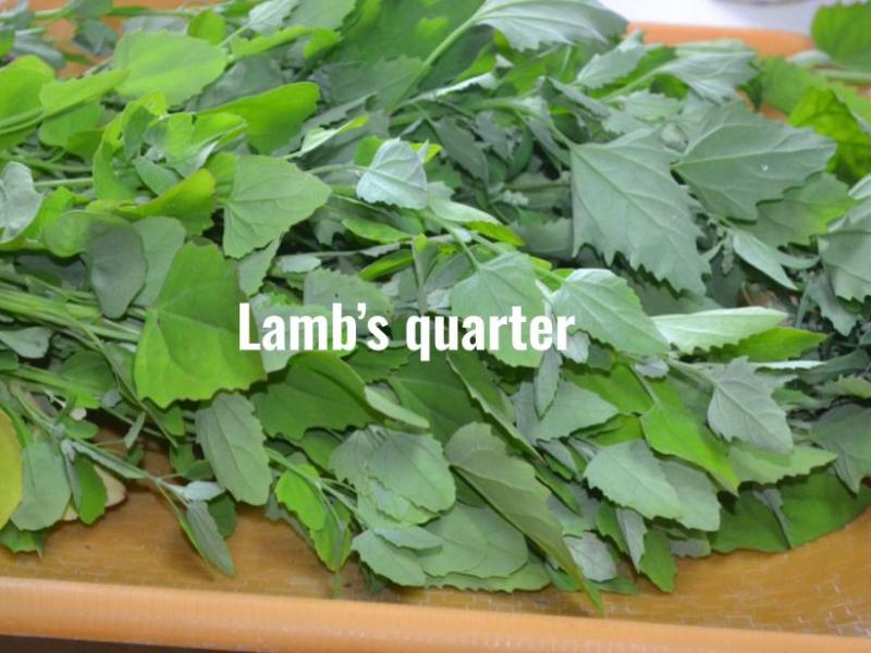 First batch of Lamb’s quarter from the&nbsp;garden