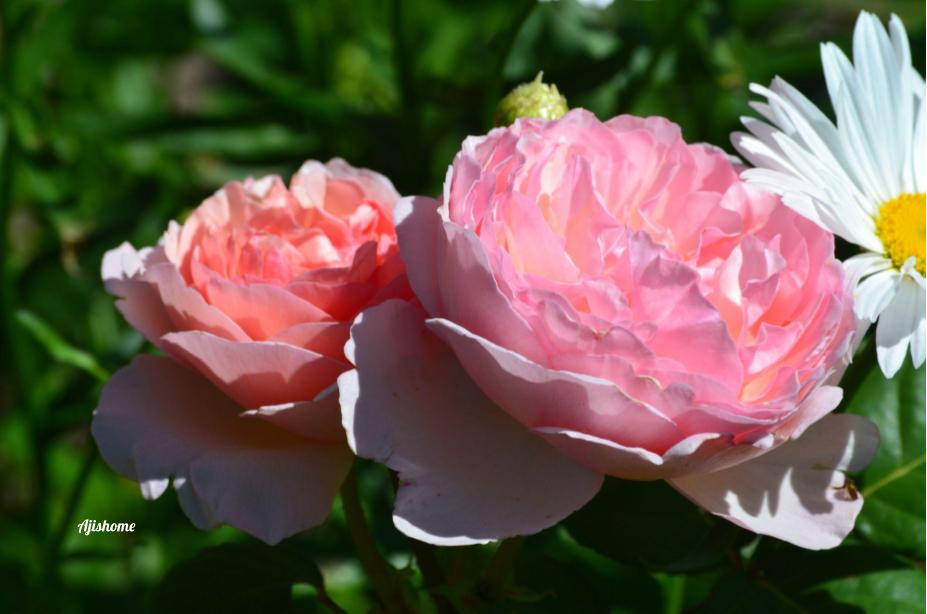 First flowers from Princesse Charlene de Monaco&nbsp;Rose