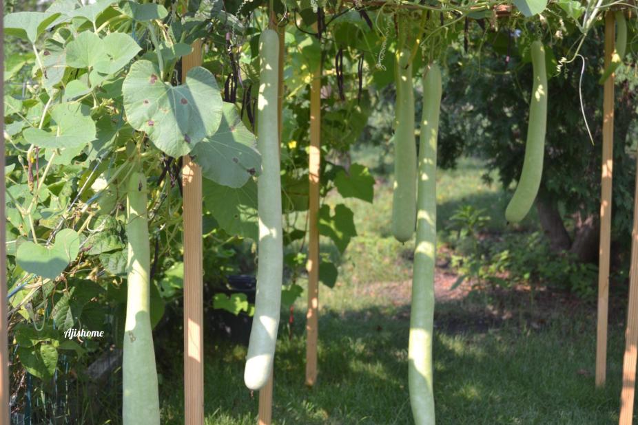 Bottle gourd (Sorakkai)&nbsp;2024