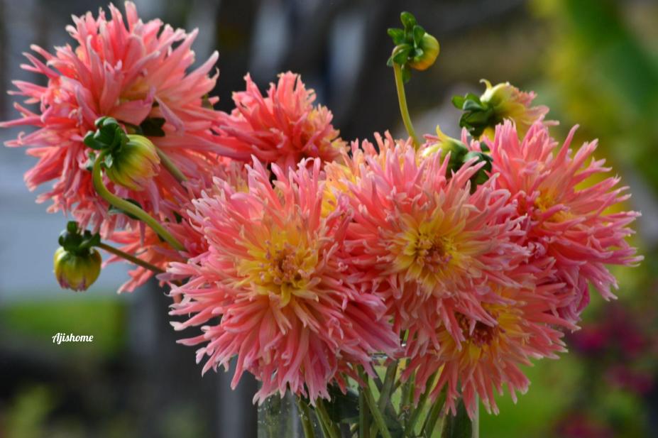 Container Gardening: Growing Dahlias In&nbsp;Pots