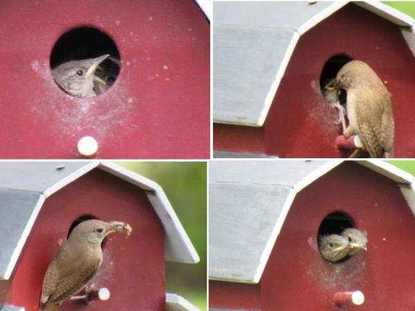 Captivating Moments with House Wrens in Our&nbsp;Backyard